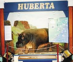 Cuộc hành trình kéo dài 3 năm trên của Huberta đã khiến chú hà mã này trở thành một nhà thám hiểm nổi tiếng.