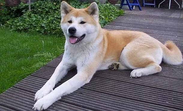 Mỗi chú chó Akita có giá 2.000 - 5.000 USD. Giống chó này có nguồn gốc từ Nhật Bản, có tính cách ngoan ngoãn nhưng vô cùng dũng cảm, gan dạ và thông minh.