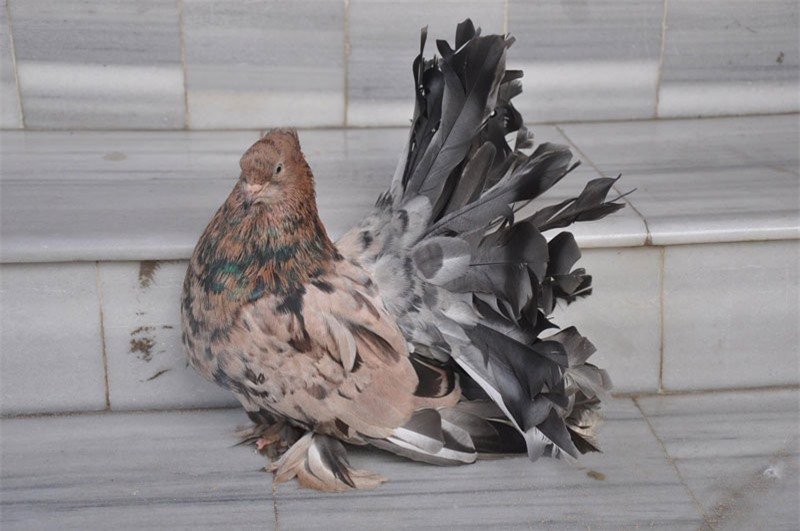 Bồ câu đuôi quạt Ấn Độ thường đẻ từ 2-3 trứng/lứa.