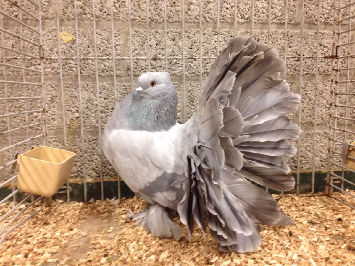 Thức ăn của bồ câu đuôi quạt Ấn Độ thường là gạo, bắp, đậu, cao lương hoặc thức ăn gia công hứa nhiều chất khoáng và vitamin.