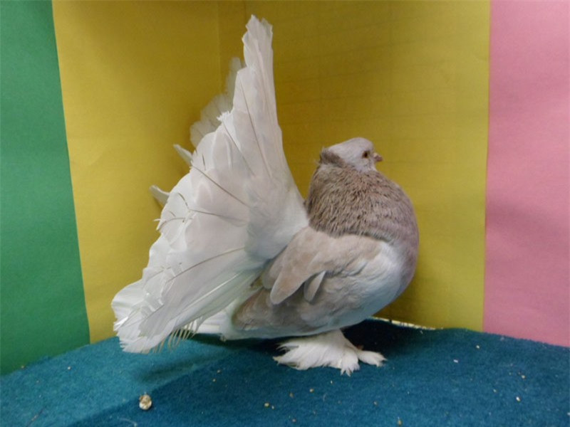 Dưới chân lông vũ mọc phủ kín.