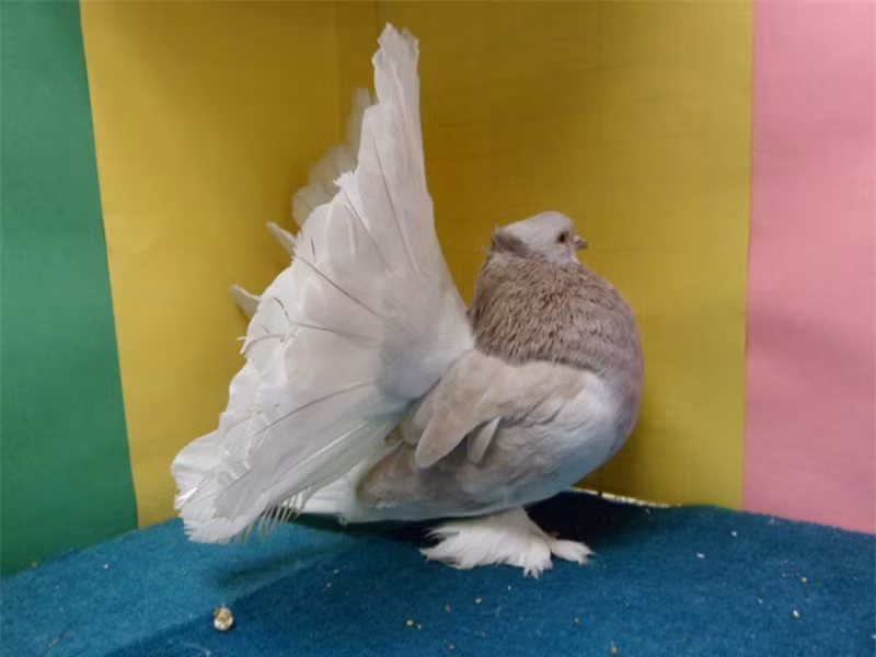 Dưới chân lông vũ mọc phủ kín.