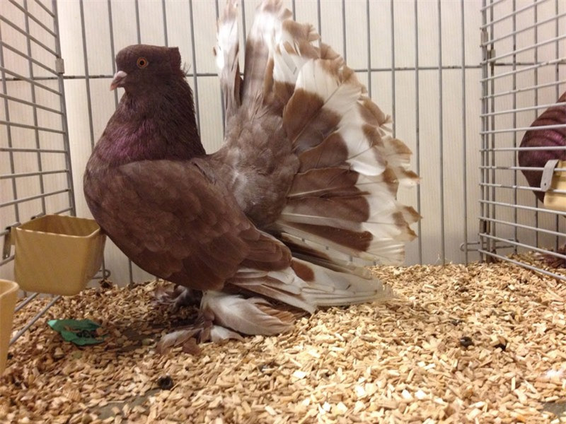 Bồ câu đuôi quạt Ấn Độ có màu sắc khá đa dạng từ đen, trắng, xám…