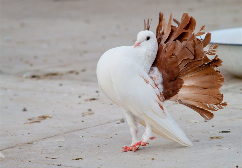 Thông thường, một cặp giống có thể đẻ trứng sau 21 ngày kể từ nở đầu tiên.