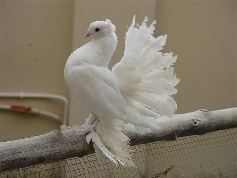 Hiện tại, nó được nuôi làm cảnh ở rất nhiều quốc gia như Mỹ, Anh, Canada…