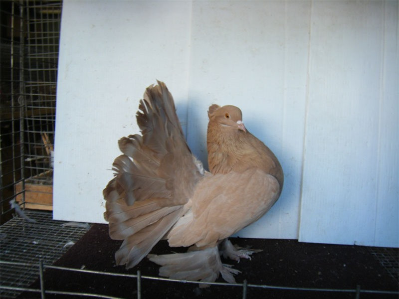 Chim non mất từ 4-6 tuần là có thể bay được.