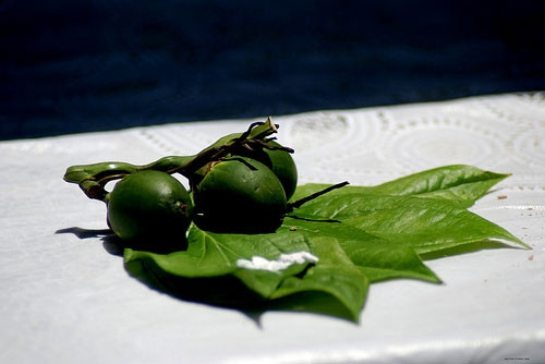 Làm trắng răng bằng miếng cau. Nếu quan sát hẳn bạn đã từng thấy các cụ sau khi nhai trầu hay dùng miếng cau chà sát lên răng. Không thừa đâu, bạn thử xem, các vết ố vàng sẽ biến mất đó.