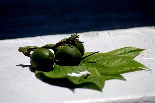 Làm trắng răng bằng miếng cau. Nếu quan sát hẳn bạn đã từng thấy các cụ sau khi nhai trầu hay dùng miếng cau chà sát lên răng. Không thừa đâu, bạn thử xem, các vết ố vàng sẽ biến mất đó.