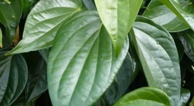 Sử dụng lá trầu tươi. Dùng một nắm nhỏ lá trầu tươi vò nát xá vào chân sau khi đã vệ sinh chân sạch sẽ, để trong 30 phút rồi rửa lại với nước ấm, thực hiện đều đặn trong 10 ngày mùi hôi chân sẽ không làm bạn khó chịu nữa.