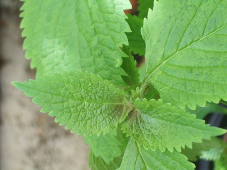 Kinh giới chữa ho, cảm cúm. Kinh giới thường được sử dụng cùng tía tô, là một trong những vị thuốc đầu bảng trị cảm mạo phong hàn. Kinh giới có vị cay, tính ấm, có tác dụng làm ra mồ hôi, lợi tiểu, chữa nóng sốt, cảm gió, cảm lạnh, chữa bệnh dị ứng, sao đen để cầm huyết. Kinh giới là thành phần không thể thiếu trong rất nhiều bài thuốc gia truyền trị cảm mạo, ho dai dẳng. Mẹ có thể giã mấy lá kinh giới, thêm đường phèn hoặc mật ong đem hấp nồi cơm rồi cho bé ăn nóng. Tinh dầu kinh giới giúp bé thông mũi, dịu họng nhanh chóng.