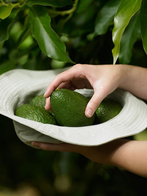 Quả bơ: sinh tố bơ, bơ dằm sữa … là những món ngon từ quả bơ tốt cho bà bầu thèm ngọt. Trong quả bơ có chứa hơn 14 loại vitamin và khoáng chất bao gồm cả folate, canxi, sắt, đồng, magie, photpho, kali, natri, kẽm, mangan, selen rất tốt cho thai nhi và ngăn ngừa dị tật thai nhi.