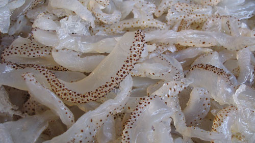 Để đảm bảo phòng chống ngộ độc thực phẩm, Cục An toàn thực phẩm khuyến cáo người dân không sử dụng sứa biển tươi chưa qua chế biến làm thức ăn, làm gỏi ăn sống. Đặc biệt không sử dụng sứa (kể cả sứa đã qua chế biến) làm thức ăn cho trẻ em. Chỉ sử dụng sứa biển đã qua chế biến đúng cách.