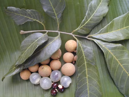 Long nhãn hoặc vải khô 5-10 quả mỗi ngày, ăn vào buổi sáng khi bụng đói. Dùng cho những trẻ sắc mặt trắng xanh, tứ chi không ấm, tiểu trong, nhiều.