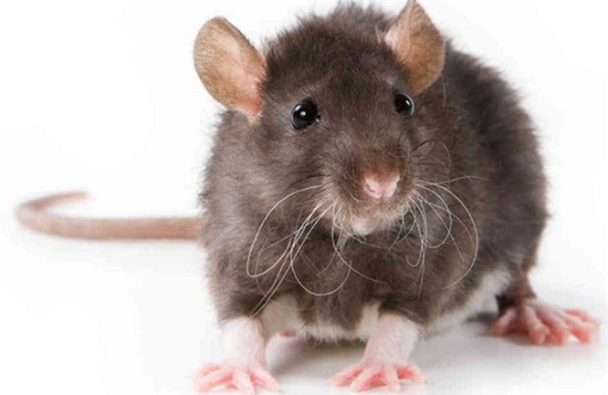 3.Chuột. Khả năng suy nghĩ về tư duy được gọi là siêu nhận thức, và vài năm trước các nhà khoa học phát hiện ra rằng chuột, giống như con người, có khả năng đưa ra quyết định dựa trên những gì chúng biết hoặc không biết. Ngoài ra, các nghiên cứu đã chứng minh rằng chuột có máu buồn, tự ý thức, và thậm chí cũng mơ như con người. Chuột được nuôi như thú cưng có mối liên hệ chặt chẽ với người chủ. Chúng có thể học tên chủ, thậm chí còn biết cầu xin để được ra khỏi lồng khi muốn chơi cùng chủ.