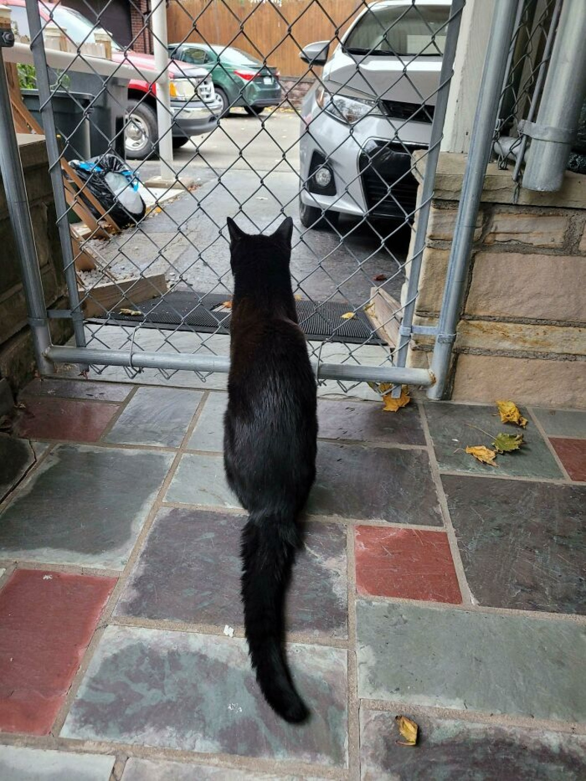 "Bố tôi đã qua đời cách đây 2 ngày và chú mèo của ông không chịu rời khỏi chỗ này, nơi mà nó có thể nhìn thấy đường và chờ bố tôi về nhà".