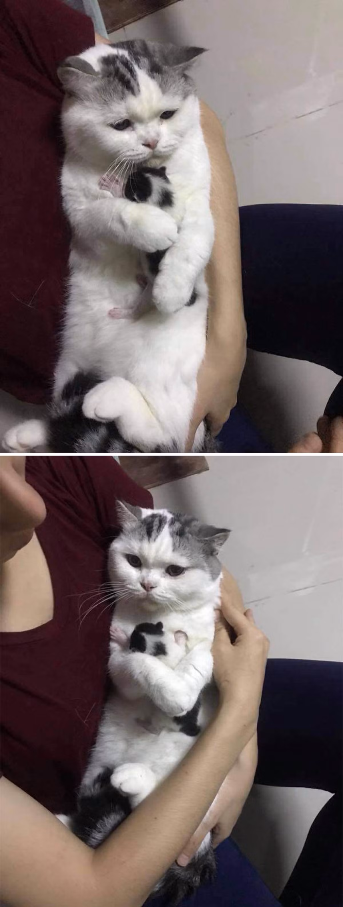 Mèo mẹ âu yếm con mình./.