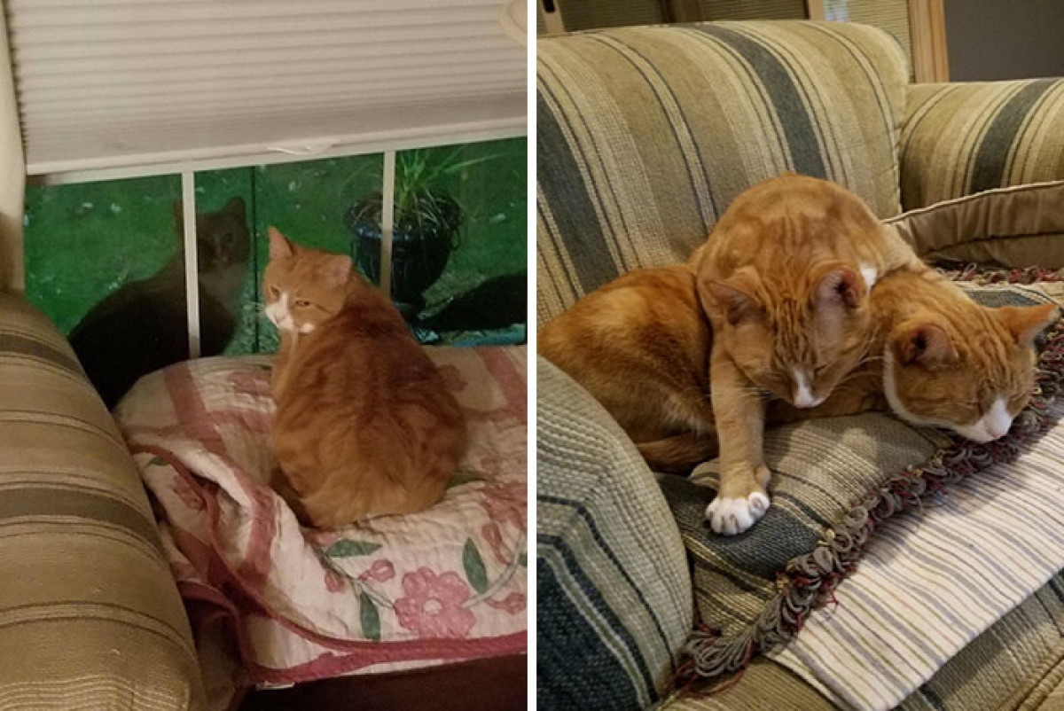 "Tôi đã cứu một chú mèo hoang trong khu nhà tôi. Buổi tối, anh em của chú mèo này đã tới nhà tôi để thăm nó và cuối cùng tôi đã quyết định nhận nuôi cả hai".