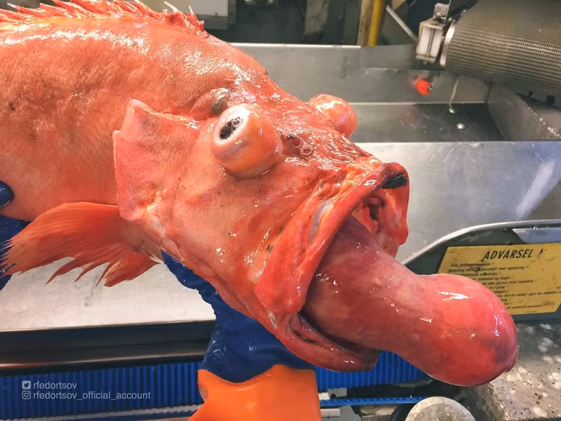 Đại dương bao la luôn ẩn chứa những điều bí ẩn mà cho tới nay khoa học tiến bộ cũng chưa thể lí giải hết được. Roman Fedorstov, ngư dân Nga làm việc trên tàu đánh cá có trụ sở tại Murmansk, phía tây bắc nước Nga. Anh chia sẻ hình ảnh về những quái vật ghê rợn, không thể tin nổi tồn tại trên Trái Đất trên trang Twitter và Instagram cá nhân. Rất nhanh chóng, những bức ảnh độc lạ của anh thu hút sự chú ý của cư dân mạng. Ảnh: Con cá lạ có "cái lưỡi" to bất thường