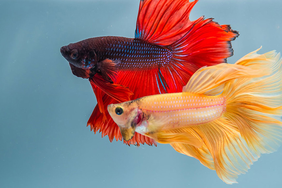 Cá xiêm còn được biết tới là loài cá sở hữu trí thông minh. Chúng có thể được dạy để bơi theo ngón tay hay đẩy bóng vào gold. Chúng cũng nổi tiếng là hiếu chiến và thường được sử dụng trong các trận "chọi cá".