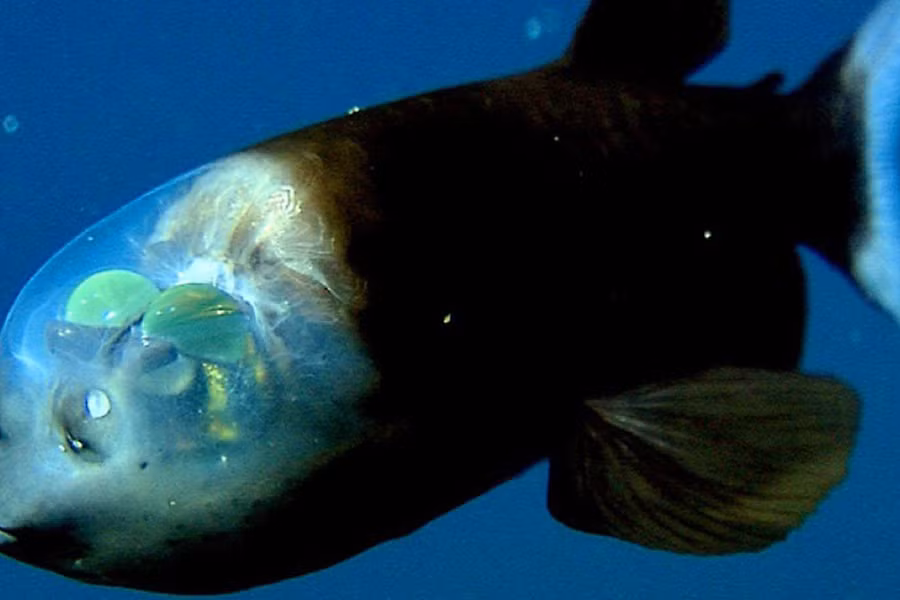 Cá mắt thùng (tên khoa học là Macropinna Microstoma) là loài cá kỳ lạ có đôi mắt hình ống, nằm ở bên trong đầu và được bảo vệ bởi một tấm chắn trong suốt chứa đầy dịch lỏng.