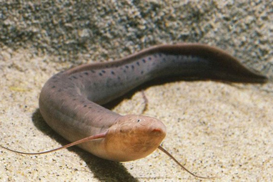 Nguyên nhân là do, với những loài cá bình thường, bong bóng là bộ phận giúp cá giữ thăng bằng khi bơi. Nhưng ở cá phổi, bong bóng phát triển thành phổi để lấy oxy trực tiếp từ không khí. Vây của chúng cũng chuyển dần thành tay bơi.