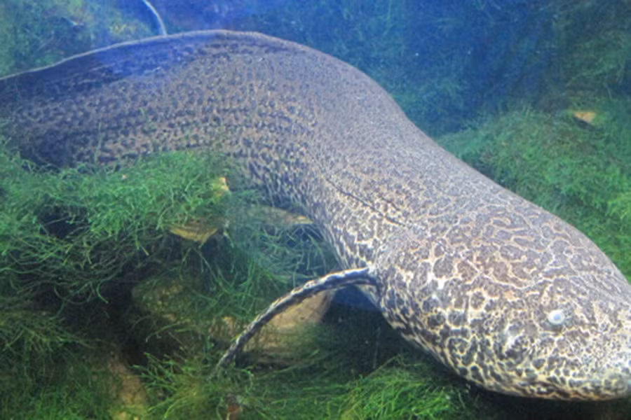 Khi có nước, cá phổi bơi bình thường, chúng ăn cá và động vật giáp xác nhỏ. Khi mùa khô đến, những nơi này cạn nước, cá phổi sẽ chui sâu xuống bùn bằng cách ăn bùn bằng miệng rồi thải qua mang. Khi đạt đến độ sâu vừa đủ, chúng tiết chất nhầy qua miệng để làm cứng bùn, tạo thành một cái kén bao quanh. Miệng cá là bộ phận duy nhất lộ ra ngoài để lấy không khí.