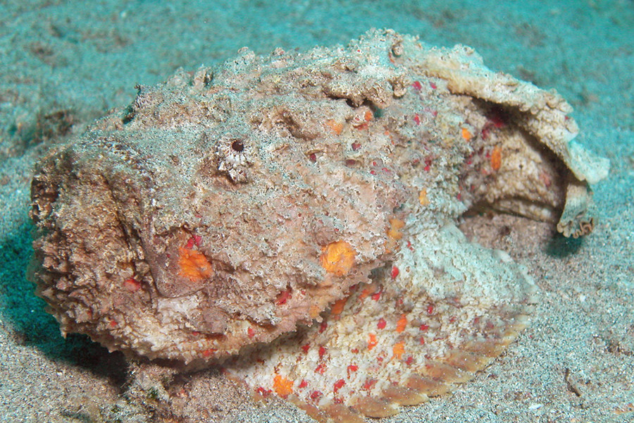 Cá mặt quỷ Verrucosa, hay còn gọi là cá đá san hô, thường được tìm thấy trong những rặng san hô dưới vùng biển Úc.