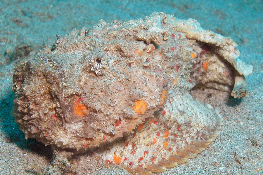 Cá mặt quỷ Verrucosa, hay còn gọi là cá đá san hô, thường được tìm thấy trong những rặng san hô dưới vùng biển Úc.