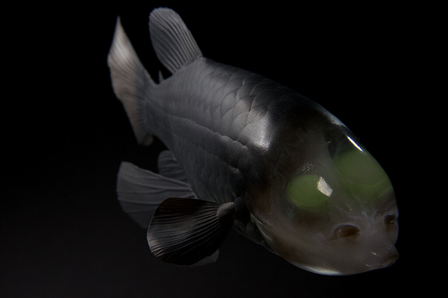 Cá mắt thùng sống ở vùng biển sâu khu vực ôn đới và nhiệt đới thuộc Đại Tây Dương, Thái Bình Dương và Ấn Độ Dương. Chúng chủ yếu dành thời gian một ngày duy trì cố định một vị trí trong nước nhờ vào bộ vây phẳng và lớn.