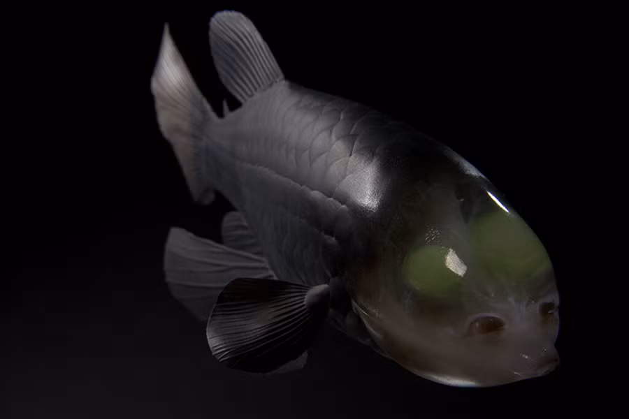 Cá mắt thùng sống ở vùng biển sâu khu vực ôn đới và nhiệt đới thuộc Đại Tây Dương, Thái Bình Dương và Ấn Độ Dương. Chúng chủ yếu dành thời gian một ngày duy trì cố định một vị trí trong nước nhờ vào bộ vây phẳng và lớn.