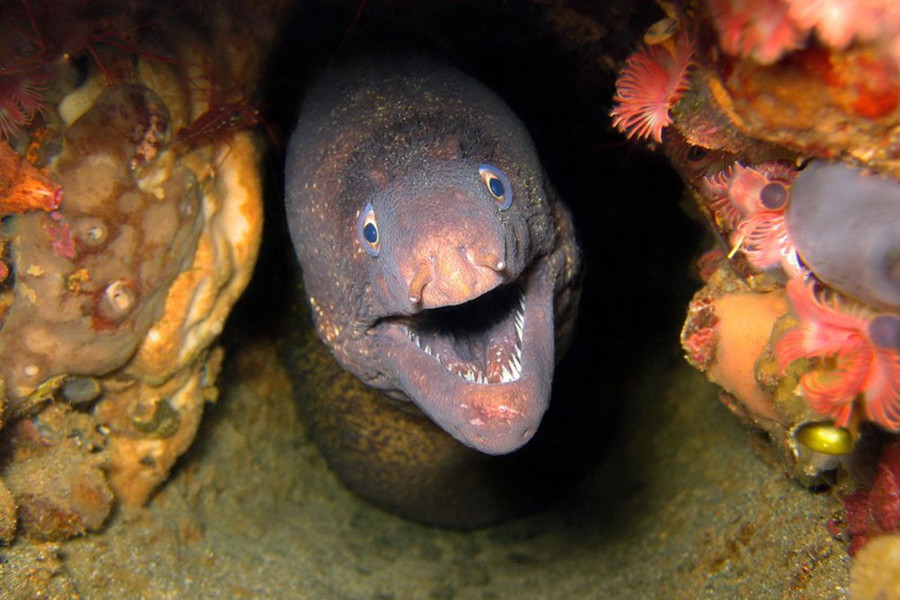 Lươn điện (cá chình điện) là một loài "thủy quái" nguy hiểm ở sông Amazon. Chúng có khả năng đặc biệt, đó là sinh ra dòng điện từ các tế bào gọi là electrocyten nằm bên sườn. Dòng điện này có thể đạt mức 600 volt, đủ để hạ gục một con ngựa.