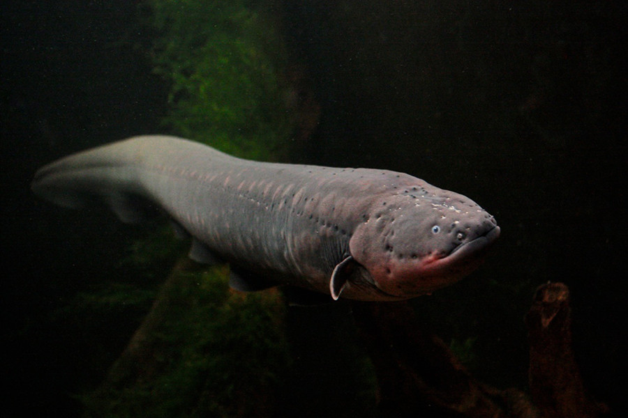 Nhiều cú sốc điện từ loài sinh vật này có thể gây đau tim hoặc suy hô hấp cho người. Khi bị lươn điện tấn công, người bình thường sẽ bị choáng và chết đuối.