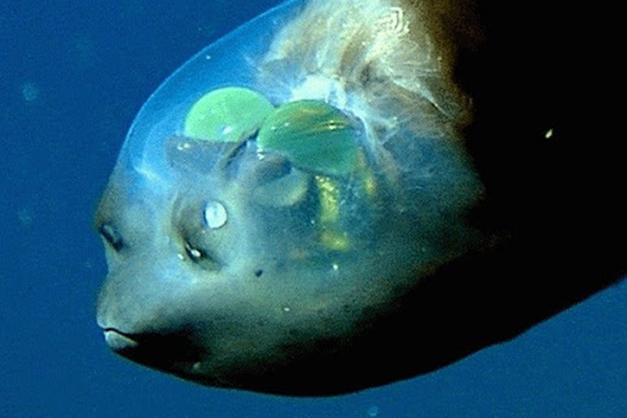 Đôi mắt của chúng kỳ nhạy sáng và chứa sắc tố màu xanh lục, giúp cá mắt thùng có thể tồn tại dưới đáy biển sâu khi săn mồi và trốn kẻ thù. Thậm chí, đôi mắt này còn có thể xoay được, cho phép chúng nhìn thẳng về phía trước hoặc nhìn lên phía trên để quan sát mọi thứ trên đỉnh đầu.