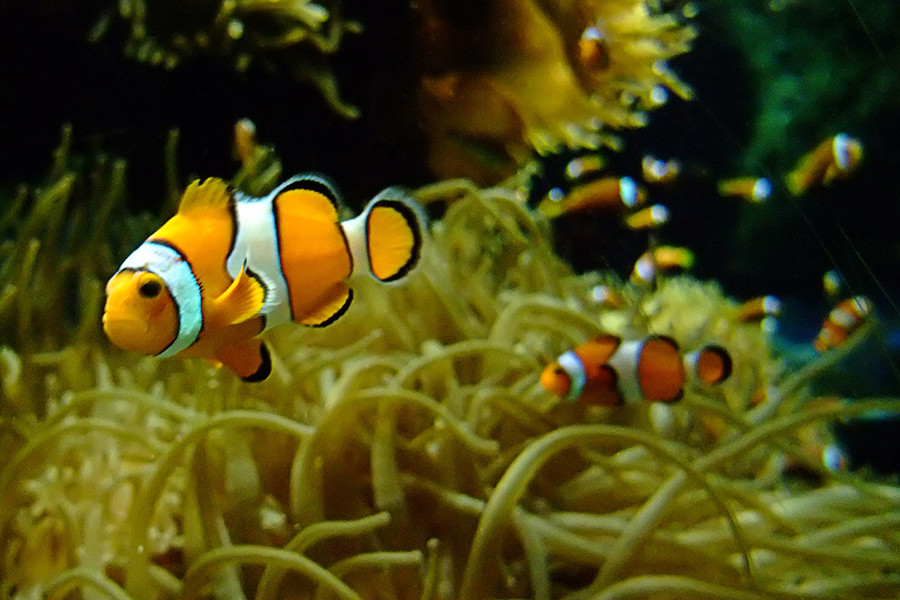 Cá hề (clownfish) có cơ thể màu da cam với ba vạch màu trắng. Phần lớn chúng sống trong những vùng nước nông ở Ấn Độ Dương, Biển Đỏ và phía Tây Thái Bình Dương.
