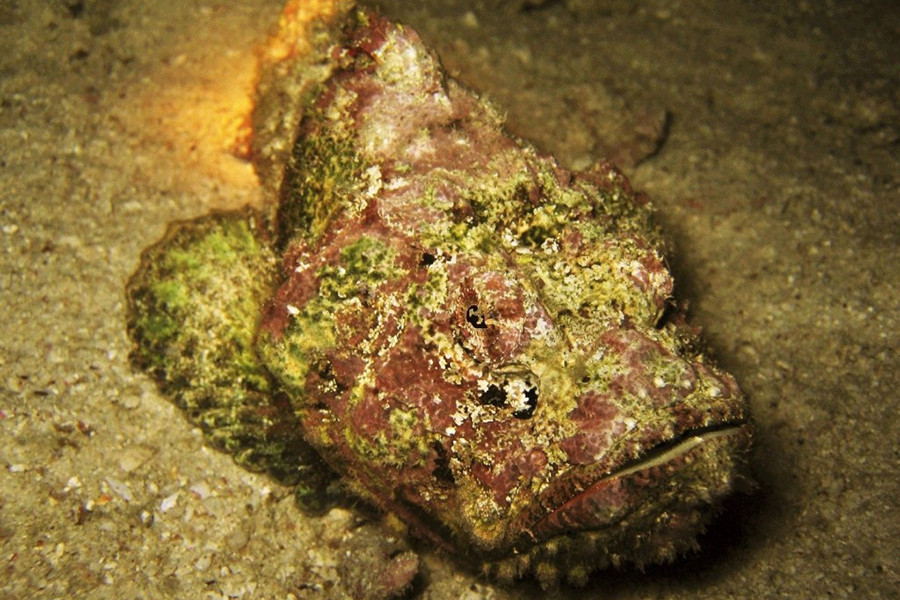 Bên cạnh đó, cá mặt quỷ còn có thân hình to xù, nhiều vây ở sống lưng và lớp da loang lổ màu nâu đỏ thô ráp giống hệt những tảng đá. Tận dụng ưu thế này, chúng thường ẩn mình trong những rặng san hô để săn mồi. Sau khi xác định được con mồi, nó tung ra cú đớp chỉ trong 0,015 giây để nuốt gọn đối phương.