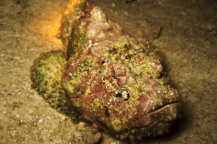 Bên cạnh đó, cá mặt quỷ còn có thân hình to xù, nhiều vây ở sống lưng và lớp da loang lổ màu nâu đỏ thô ráp giống hệt những tảng đá. Tận dụng ưu thế này, chúng thường ẩn mình trong những rặng san hô để săn mồi. Sau khi xác định được con mồi, nó tung ra cú đớp chỉ trong 0,015 giây để nuốt gọn đối phương.