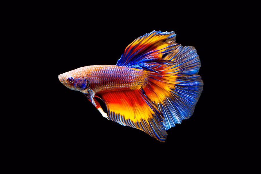 Bên cạnh vẻ ngoài sặc sỡ, cá xiêm Thái Lan còn gây ấn tượng bởi khả năng đổi màu cực độc đáo. Màu sắc trên cơ thể của loài cá này sẽ thay đổi theo môi trường sống, thậm chí ngay cả khi tâm trạng của chúng không tốt.