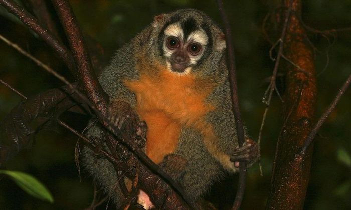 Khỉ đêm thường sống như một 'gia đình nhỏ' với bạn đời và con cái của chúng. Vậy loài vật chung thủy này sẽ được tìm thấy ở đâu trên thế giới? Khỉ đêm Panama hay còn gọi là khỉ đêm Choco là một loài khỉ có phạm vi phân bố chủ yếu ở Panama và khu vực Chocó của Colombia. Ngoài ra còn có các báo cáo chưa được xác nhận rằng chúng cũng có hiện diện trên bờ biển Caribê của Costa Rica.