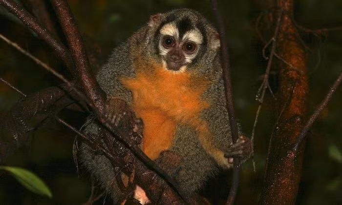 Khỉ đêm thường sống như một 'gia đình nhỏ' với bạn đời và con cái của chúng. Vậy loài vật chung thủy này sẽ được tìm thấy ở đâu trên thế giới? Khỉ đêm Panama hay còn gọi là khỉ đêm Choco là một loài khỉ có phạm vi phân bố chủ yếu ở Panama và khu vực Chocó của Colombia. Ngoài ra còn có các báo cáo chưa được xác nhận rằng chúng cũng có hiện diện trên bờ biển Caribê của Costa Rica.