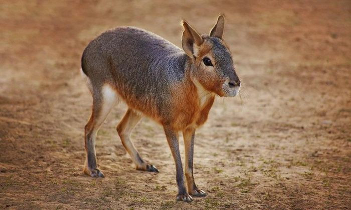 Chuột lang Patagon luôn sống theo tập tính "một vợ một chồng" suốt đời. Vậy loài động vật "chung thủy" này chỉ có thể tìm thấy ở đâu trên thế giới? Chuột lang Patagon là một trong những loài gặm nhấm lớn nhất thế giới, với trọng lượng trung bình vào khoảng 8 kg, trong khi có những con lớn nặng đến 16 kg. Đây cũng là loài động vật có vú đặc hữu lớn nhất ở Argentina. Chúng có bốn chân dài, chắc khỏe và chạy được ở tốc độ cao khi gặp nguy hiểm.