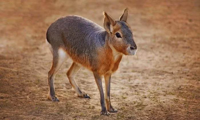 Chuột lang Patagon luôn sống theo tập tính "một vợ một chồng" suốt đời. Vậy loài động vật "chung thủy" này chỉ có thể tìm thấy ở đâu trên thế giới? Chuột lang Patagon là một trong những loài gặm nhấm lớn nhất thế giới, với trọng lượng trung bình vào khoảng 8 kg, trong khi có những con lớn nặng đến 16 kg. Đây cũng là loài động vật có vú đặc hữu lớn nhất ở Argentina. Chúng có bốn chân dài, chắc khỏe và chạy được ở tốc độ cao khi gặp nguy hiểm.