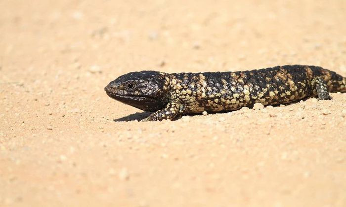 Loài bò sát sống theo tập tính "một vợ một chồng" duy nhất trên thế giới được mệnh danh là 'thằn lằn chung thủy'. Nhưng tên thật của chúng là gì? Đáp án: Thằn lằn bóng đuôi cụt (Shingleback lizard) là một loài thằn lằn đuôi ngắn được tìm thấy ở Úc và thuộc chi Tiliqua. Loài này còn có tên gọi khác là thằn lằn pinecone. Chúng thường trú ẩn vào ban đêm giữa lá cây hoặc dưới những vật thể lớn trên mặt đất như đá và khúc gỗ. Vào sáng sớm, thằn lằn bóng đuôi cụt xuất hiện để tắm nắng trước khi tìm kiếm thức ăn trong những ngày ấm áp.