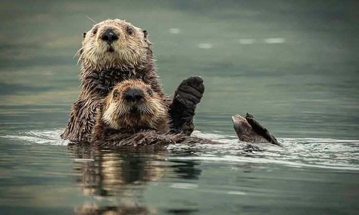 Rái cá biển được cho là loài động vật tiến hành giao phối suốt cả đời. Nhưng 90% loài vật này chỉ sống ở bò biển nào? Rái cá biển là loài động vật nặng nhất trong họ Chồn, sinh sống chủ yếu dọc bờ biển Thái Bình Dương ở Alaska, Mỹ. Bên cạnh đó, một số lượng nhỏ rái cá biển cũng được tìm thấy ở các phần nước nông thuộc eo biển Bering và vùng Kamchatka, kéo dài đến vùng biển phía nam Nhật Bản.