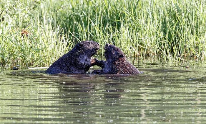 Trong số các loài gặm nhấm dưới đây, loài nào không sống theo kiểu "một vợ một chồng"? Sóc là loài động vật gặm nhấm có vú cỡ nhỏ hoặc trung bình, sinh sống trong mọi môi trường, từ rừng mưa nhiệt đới tới sa mạc bán khô cằn. Các loài sóc nói chung đã phần đều có thị lực tốt và sinh sản một cho tới hai lần mỗi năm. Các loài sóc sinh sống trên mặt đất nói chung có tính cộng đồng, thường sống thành bầy, nhưng các loài sống trên cây thì phần lớn là đơn độc.