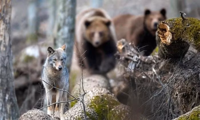 Loài động vật có vú hiếm hoi nào dưới đây sống theo tập tính 'một vợ một chồng'? Sói xám hay chó sói xám là một loài động vật có vú thuộc Bộ Ăn thịt có nguồn gốc từ lục địa Á-Âu và Bắc Mỹ. Sói xám là loài động vật có lối sống xã hội, chúng thường sống theo bầy đàn và có tập tính 'một vợ một chồng'. Trong đàn, con sói đầu đàn có quyền lực tối thượng, mọi con sói khác phải tuân theo mệnh lệnh của nó khi sinh hoạt trong đàn hay trong lúc đi săn mồi.