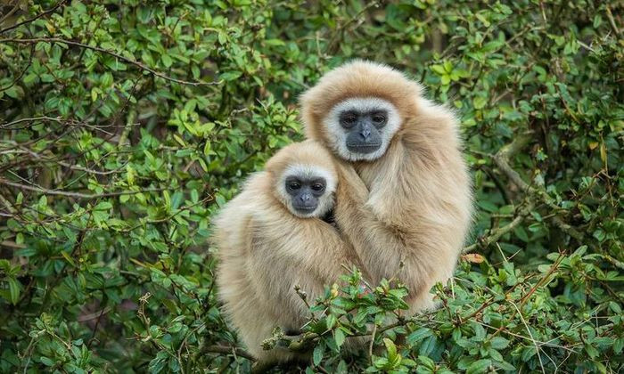 Loài động vật nào có thời gian giao phối với bạn tình lên tới 3 ngày? Vượn đực thường kêu hú để tìm bạn, mời gọi bạn tình hoặc thông báo khu vực chiếm hữu được. Nếu ưa thích tiếng hú thì vượn khác phái sẽ tìm gặp, kết thân rồi giao hợp. Thời gian giao hợp có thể kéo dài tới 3 ngày với nhiều lượt giao cấu.