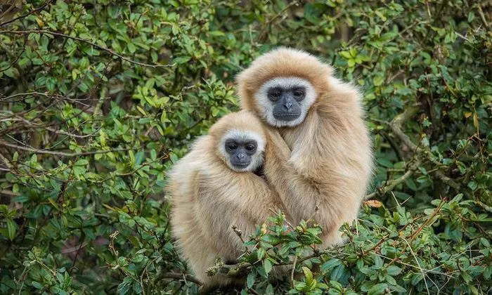 Loài động vật nào có thời gian giao phối với bạn tình lên tới 3 ngày? Vượn đực thường kêu hú để tìm bạn, mời gọi bạn tình hoặc thông báo khu vực chiếm hữu được. Nếu ưa thích tiếng hú thì vượn khác phái sẽ tìm gặp, kết thân rồi giao hợp. Thời gian giao hợp có thể kéo dài tới 3 ngày với nhiều lượt giao cấu.