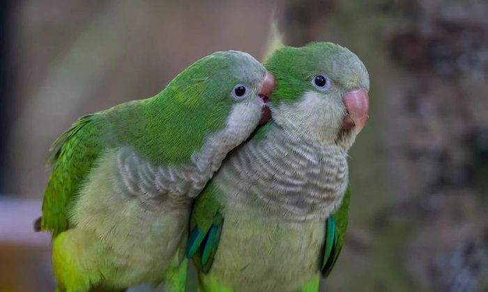 Tỷ lệ các loài chim trên thế giới sống theo tập tính "một vợ một chồng" vào khoảng bao nhiêu phần trăm? Theo nghiên cứu của các chuyên gia, tập tính "một vợ một chồng" ở động vật được định nghĩa là một cặp liên kết giữa hai động vật trưởng thành cùng loài-điển hình là hai cá thể khác giới. Cặp đôi này có thể sống chung trong một khu vực hoặc lãnh thổ trong một khoảng thời gian và trong một số trường hợp có thể giao phối và sinh sản với nhau. Tập tính 'một vợ một chồng' có thể là ngắn hạn, kéo dài từ một đến vài mùa hoặc dài hạn, kéo dài nhiều mùa và trong những trường hợp cực đoan là suốt đời như một số động vật biểu tượng cho sự chung tình. Ở các loài động vật có vú, tỷ lệ này khá thấp chỉ vào khoảng 3-9%. Trong khi tỷ lệ các loài chim trên thế giới có mối quan hệ 'một vợ một chồng' lên tới 90%.