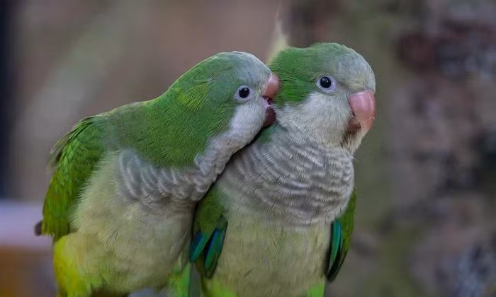 Tỷ lệ các loài chim trên thế giới sống theo tập tính "một vợ một chồng" vào khoảng bao nhiêu phần trăm? Theo nghiên cứu của các chuyên gia, tập tính "một vợ một chồng" ở động vật được định nghĩa là một cặp liên kết giữa hai động vật trưởng thành cùng loài-điển hình là hai cá thể khác giới. Cặp đôi này có thể sống chung trong một khu vực hoặc lãnh thổ trong một khoảng thời gian và trong một số trường hợp có thể giao phối và sinh sản với nhau. Tập tính 'một vợ một chồng' có thể là ngắn hạn, kéo dài từ một đến vài mùa hoặc dài hạn, kéo dài nhiều mùa và trong những trường hợp cực đoan là suốt đời như một số động vật biểu tượng cho sự chung tình. Ở các loài động vật có vú, tỷ lệ này khá thấp chỉ vào khoảng 3-9%. Trong khi tỷ lệ các loài chim trên thế giới có mối quan hệ 'một vợ một chồng' lên tới 90%.