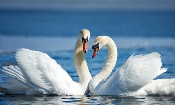 Thiên nga vốn được biết tới là biểu tượng của tình yêu trong nhiều nền văn hóa trên thế giới. Vậy thiên nga đen chủ yếu sống ở đâu? Thiên nga đen là một loài chim thuộc phân chi Chenopis trong chi thiên nga, họ Vịt. Đây là loài bản địa của Australia, chủ yếu sinh sản ở đông nam và tây nam nước này. Thiên nga đen là loài sống đơn lẻ hay sống theo theo bầy lỏng lẻo với số lượng hàng trăm đến hàng ngàn con. Bộ lông của chúng gần như đen hoàn toàn với mỏ màu đỏ. Ở Australia, thiên nga đen là loài du cư phụ thuộc vào điều kiện khí hậu.